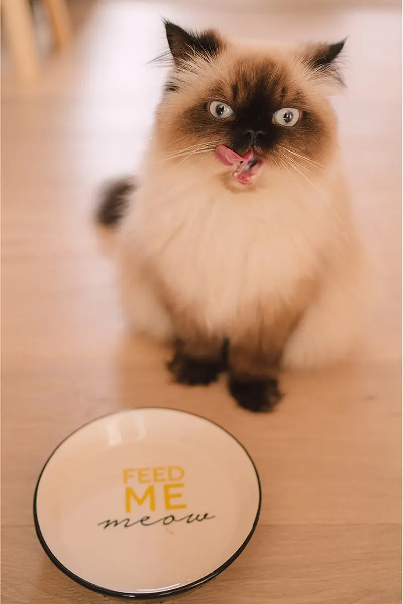 Duvo Duvoplus Voerbak Kat Stone Feed Me Meow Ø13,8cm - 180ml - Zwart