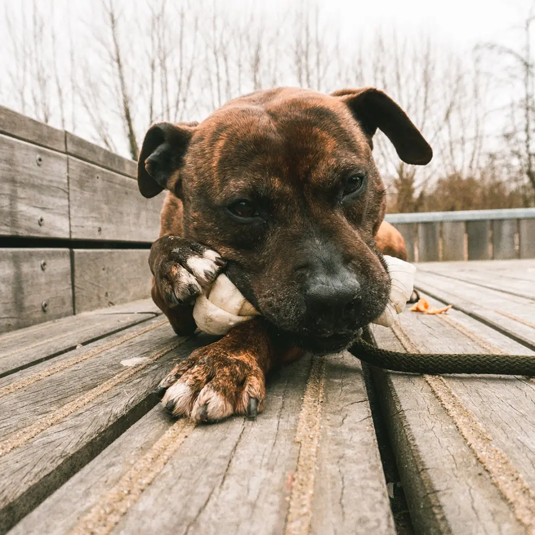 Duvo+ Meat Rawhide Bones Kip L - 2500 gram