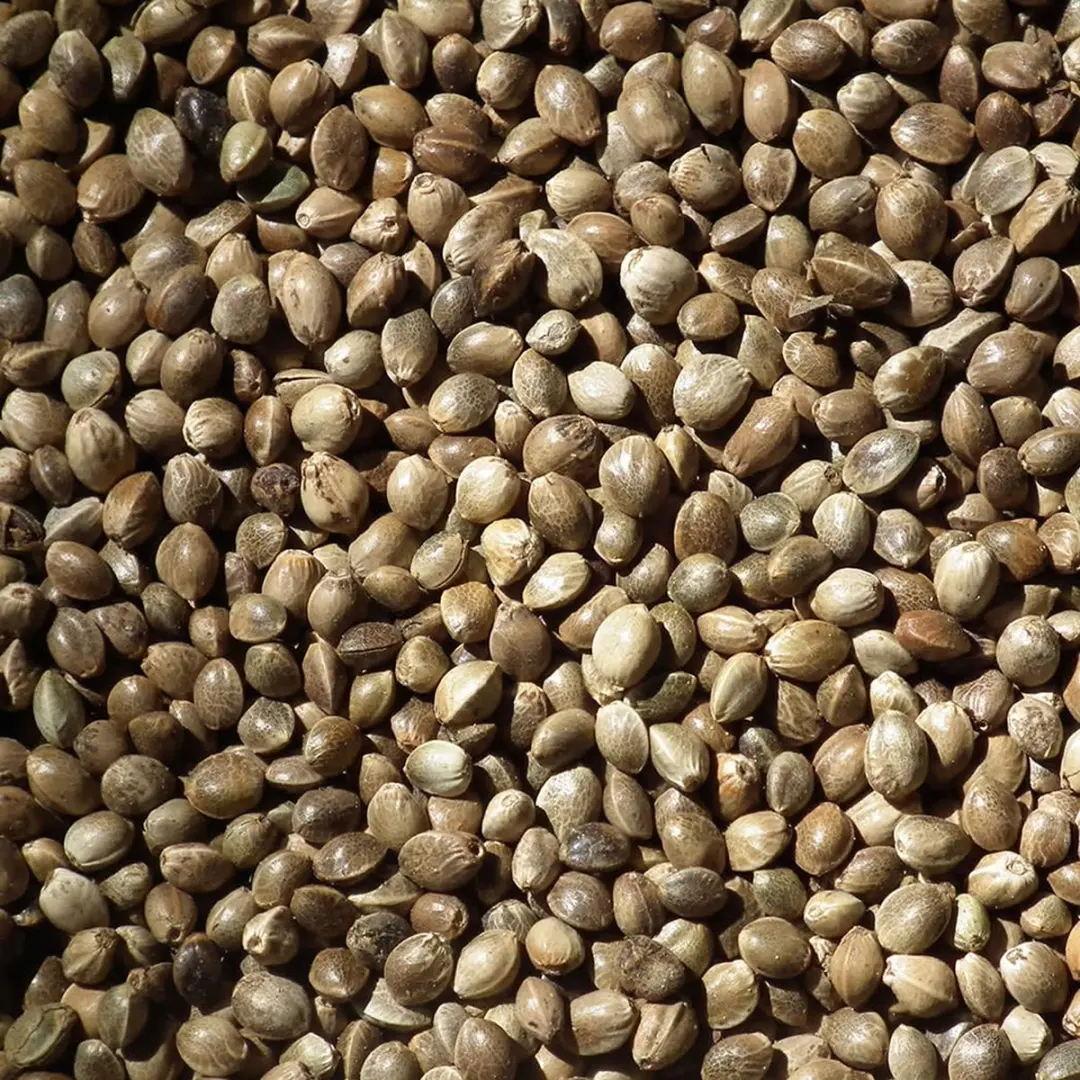 DuvoPlus Kempzaad Midden Vogelvoer 20kg