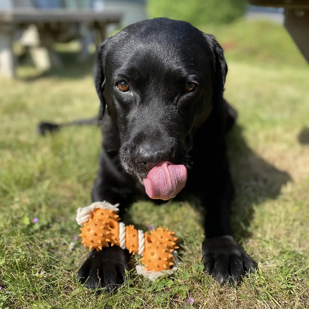 DuvoPlus Eco Rubber Pinnenbeen Hond Speelgoed - Gemengde Kleuren