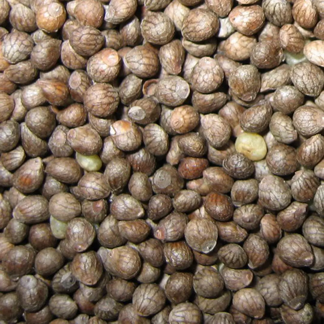 Duvo Binnenvogelvoer Perillazaad 25kg