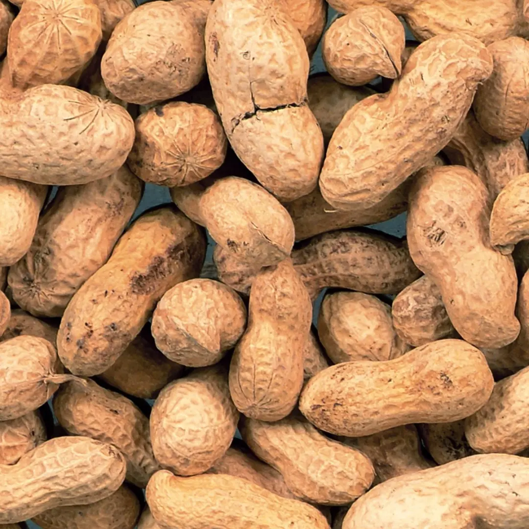 Duvo Vogelsnack Arachidennoten Ongepeld P50 10kg