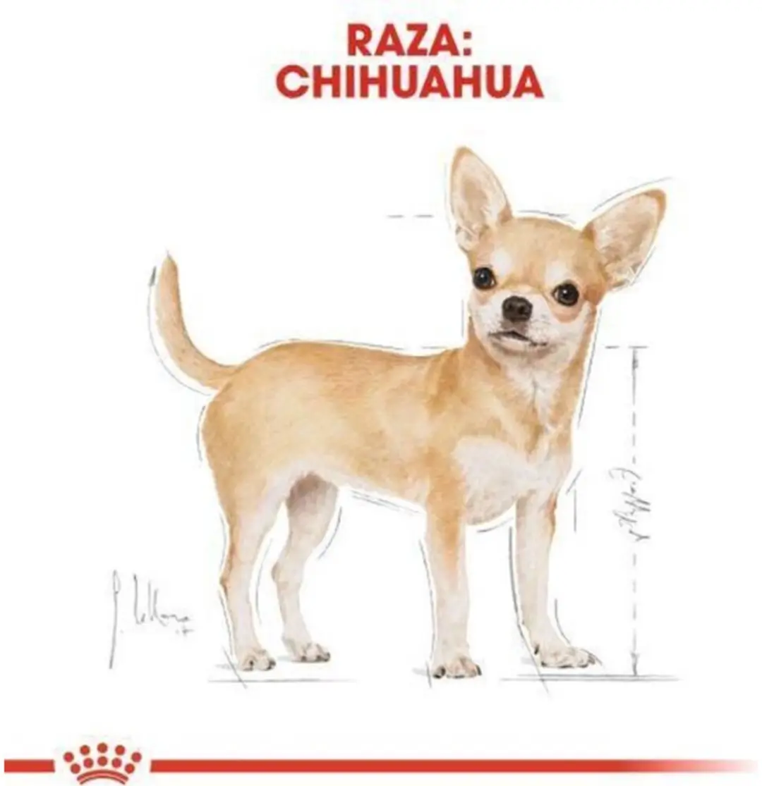 Royal Canin Chihuahua Adult Natvoer - 48 x 85g