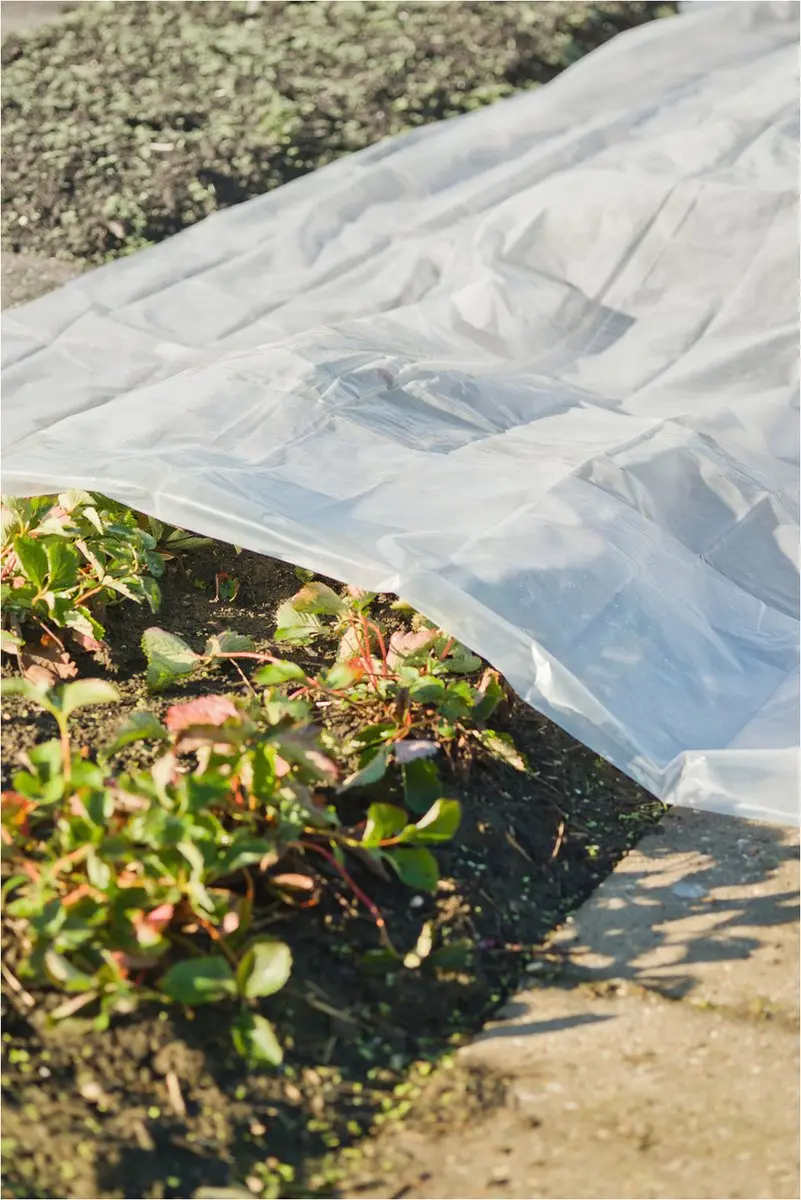 Nature Groeifolie 4x6m 100μ - Transparant