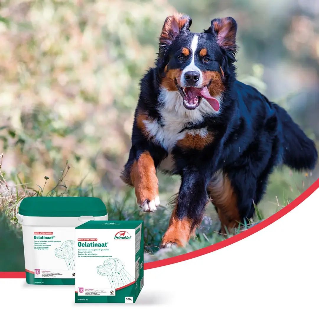 PrimeVal Artrose Gelatinaat Hond 500g