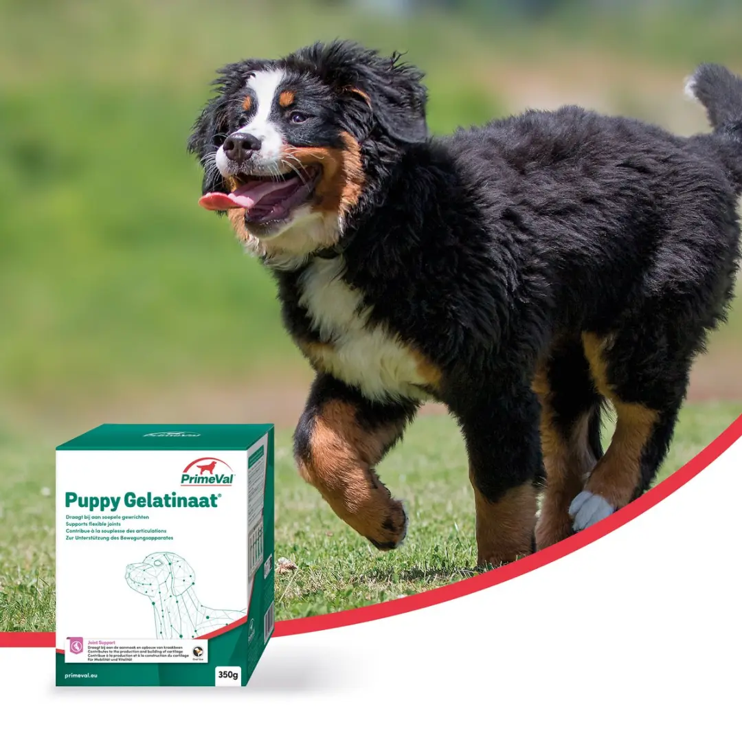 PrimeVal Artrose Gelatinaat Puppy 350g