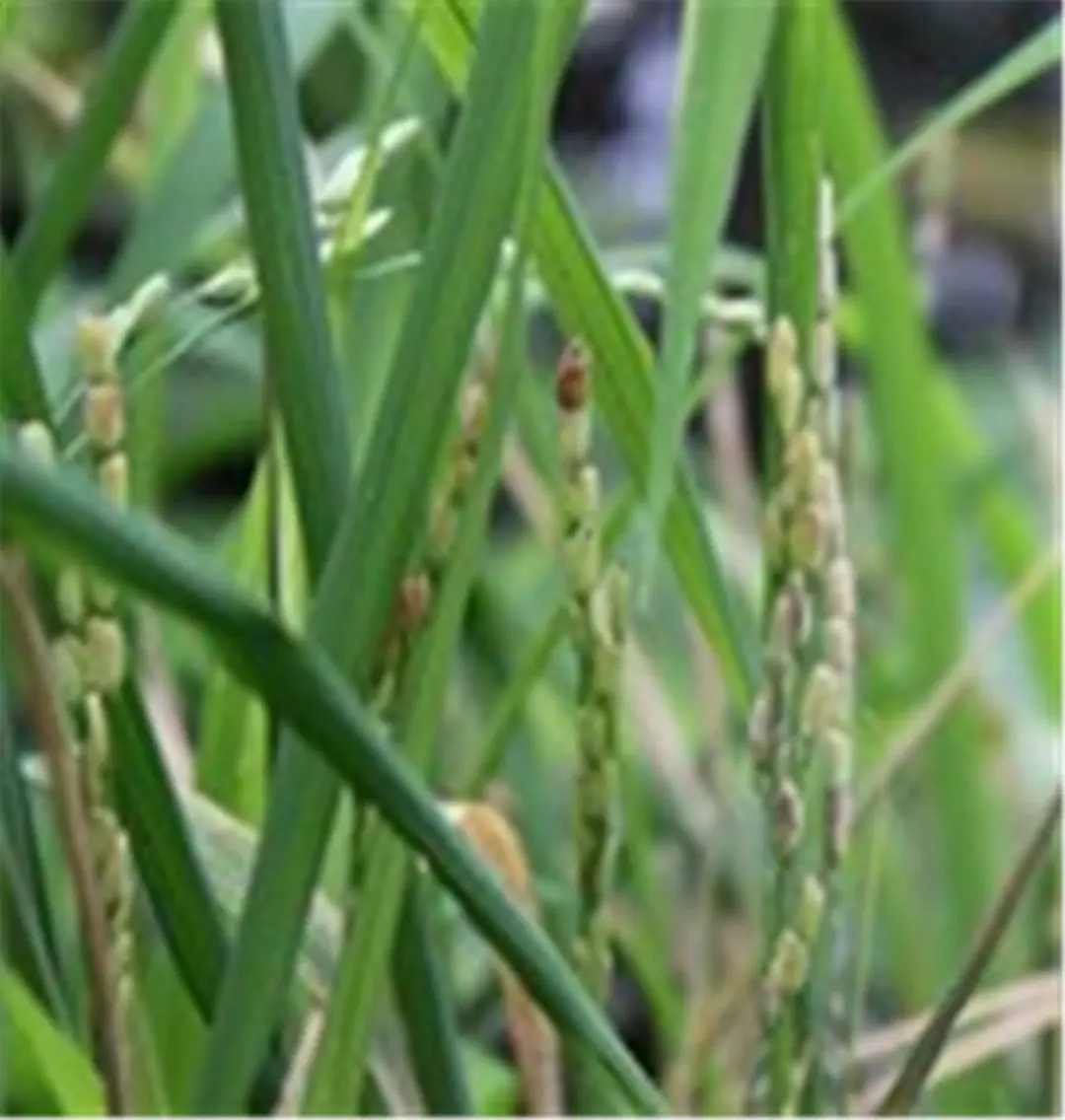 Werfzeep Oryza Zeep 100g