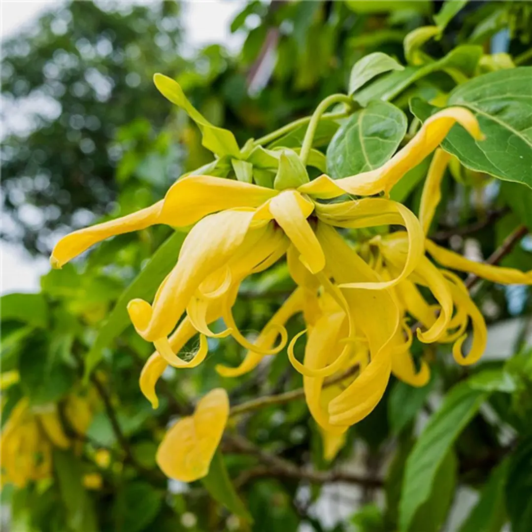 Werfzeep Ylang Ylang Zeep 100g