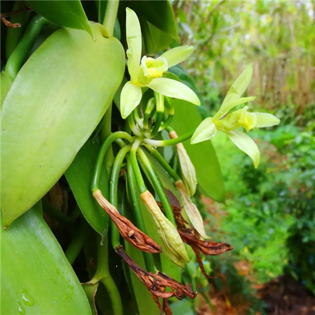 Werfzeep Ylang Ylang Zeep 100g