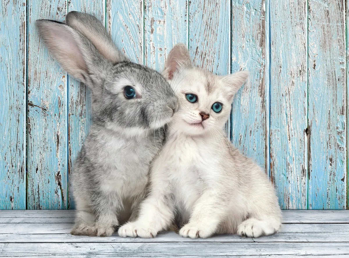 Clementoni Puzzel 500 Stuks Kitten & Konijn High Quality Series