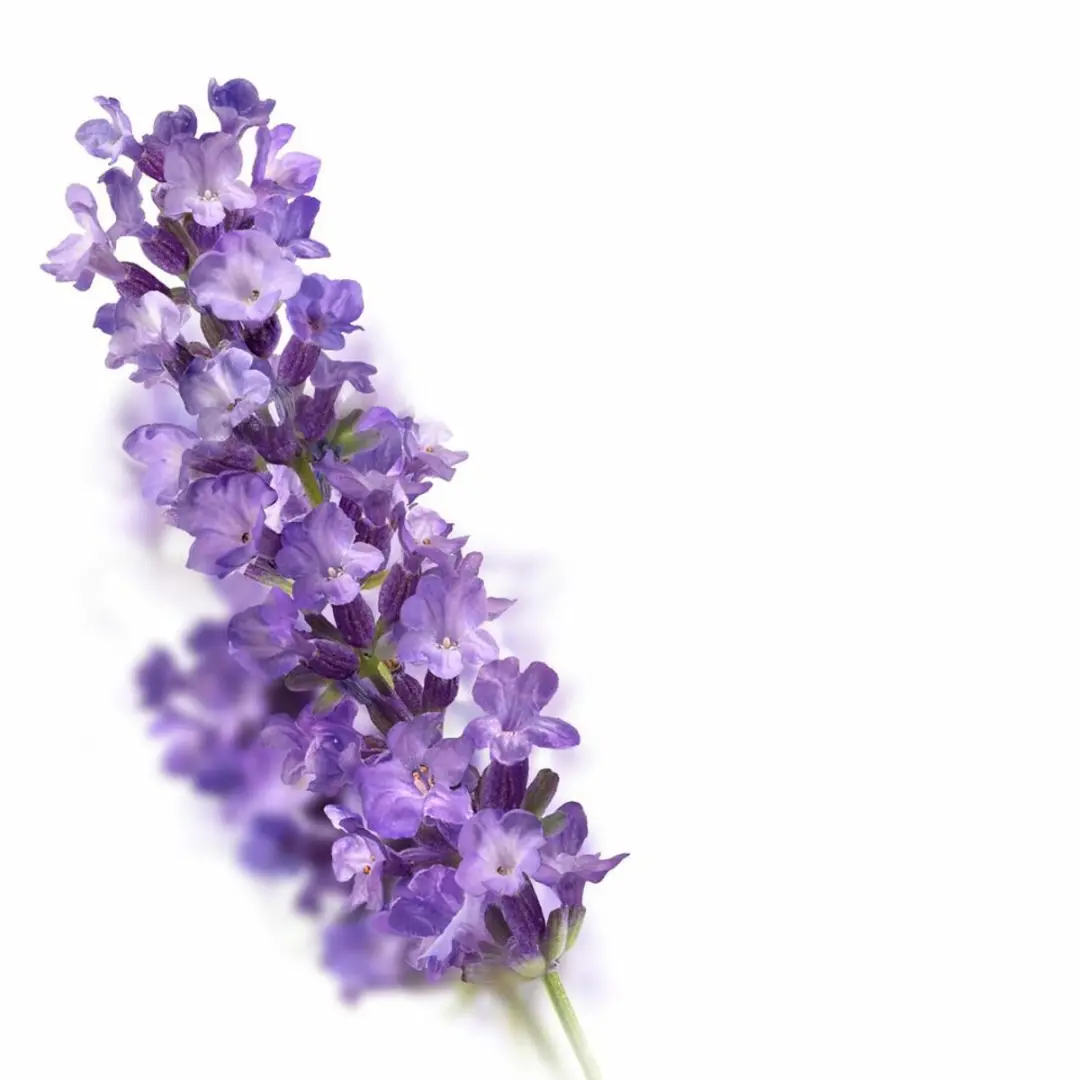 Kneipp Caring Huidolie Lavendel 3x100ml