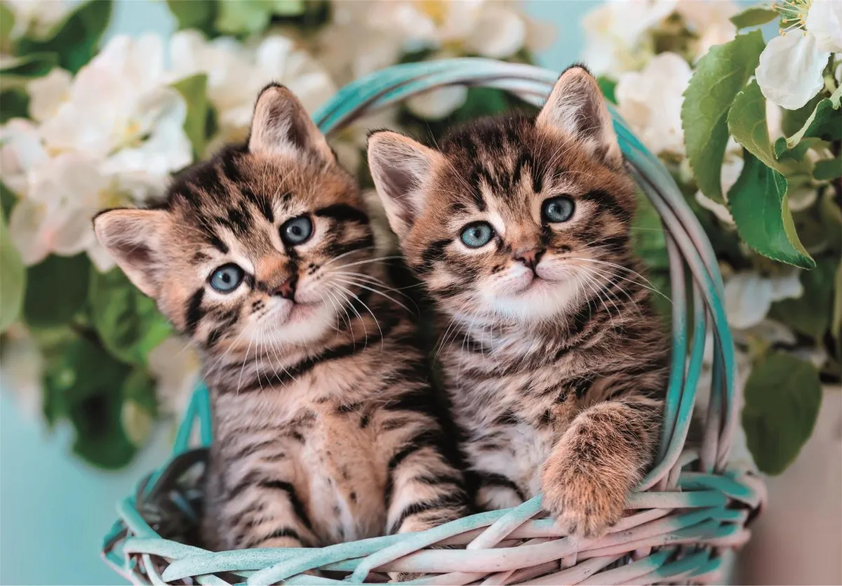 Clementoni Kinderpuzzel 60 Stukjes Kittens - Multikleur