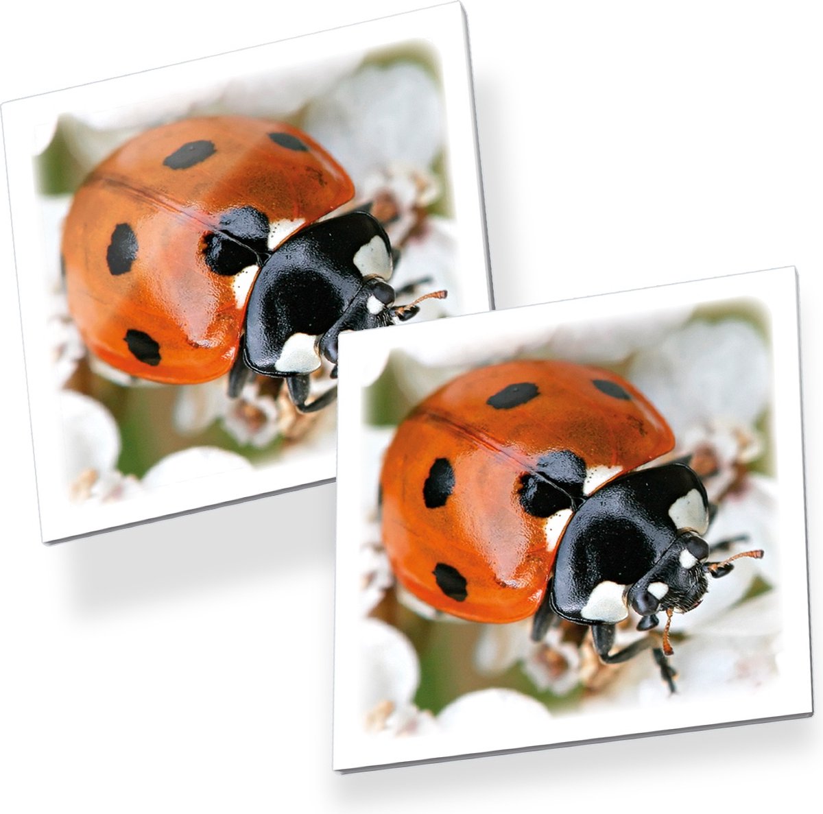 Tactic Memory - Kaartspel - Memo - Insecten