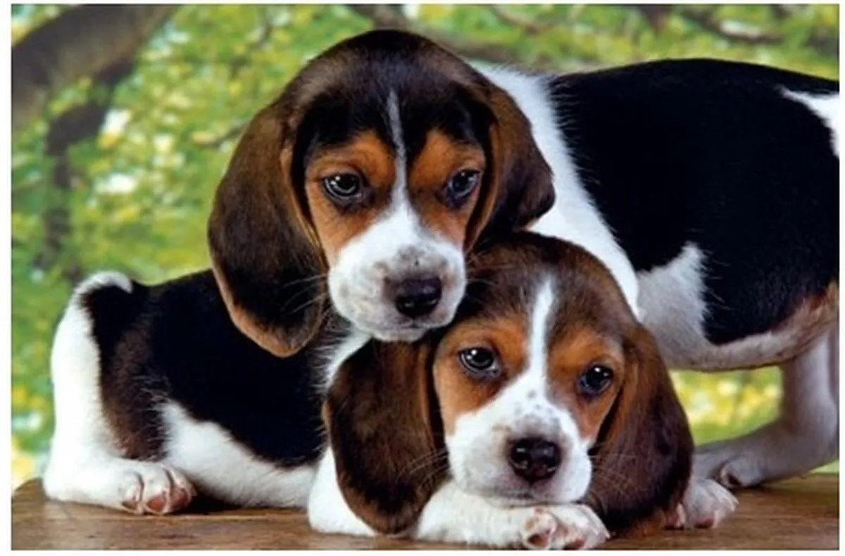 Clementoni Puppies Puzzel 500 Stuks - Multikleur