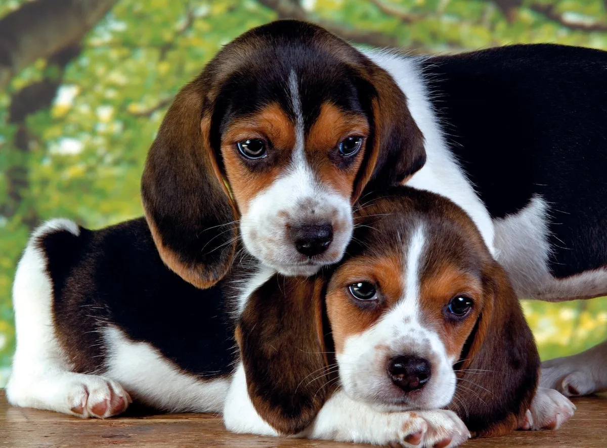 Clementoni Puppies Puzzel 500 Stuks - Multikleur