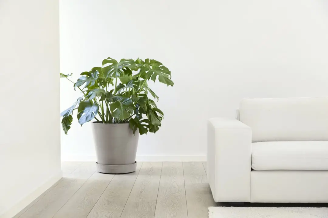 Ecopots Ronde Onderschotel op Wielen Taupe - Ø41,6cm - afbeelding 2 van 6