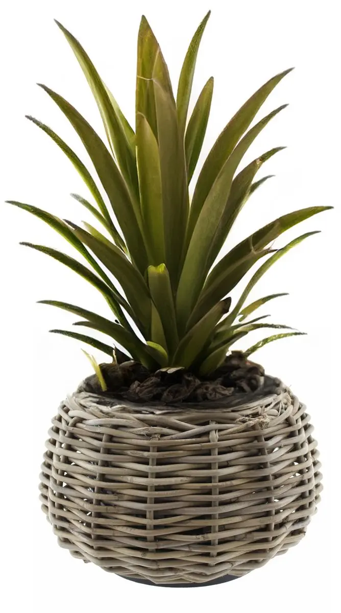 Van Der Leeden Tina Rotan Plantenmand 30x19cm - 13L