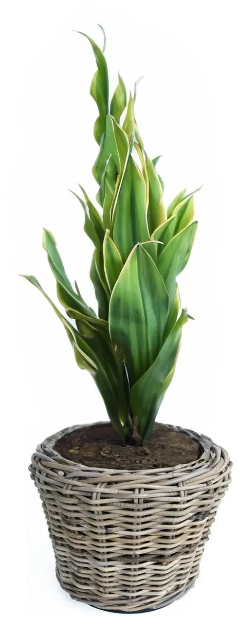 Van der Leeden Plantenmand Rotan D27xH20cm