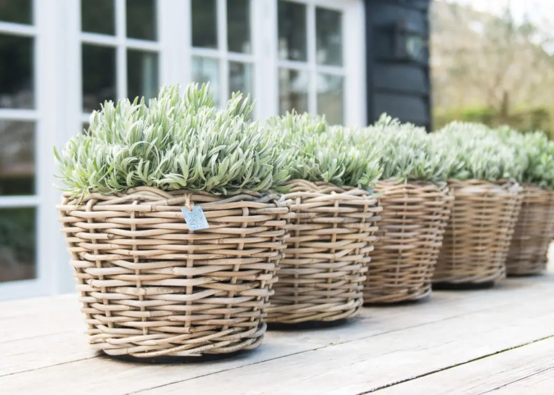 Van der Leeden Plantenmand Rotan D27xH20cm - 11L Lichtbruin