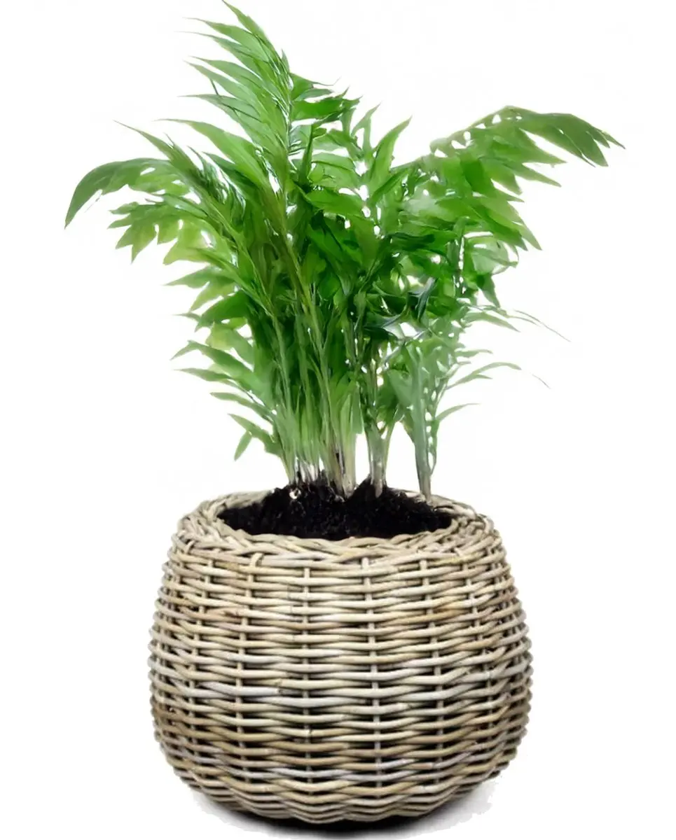Van Der Leenden Plantenmand Rotan D45xH34cm