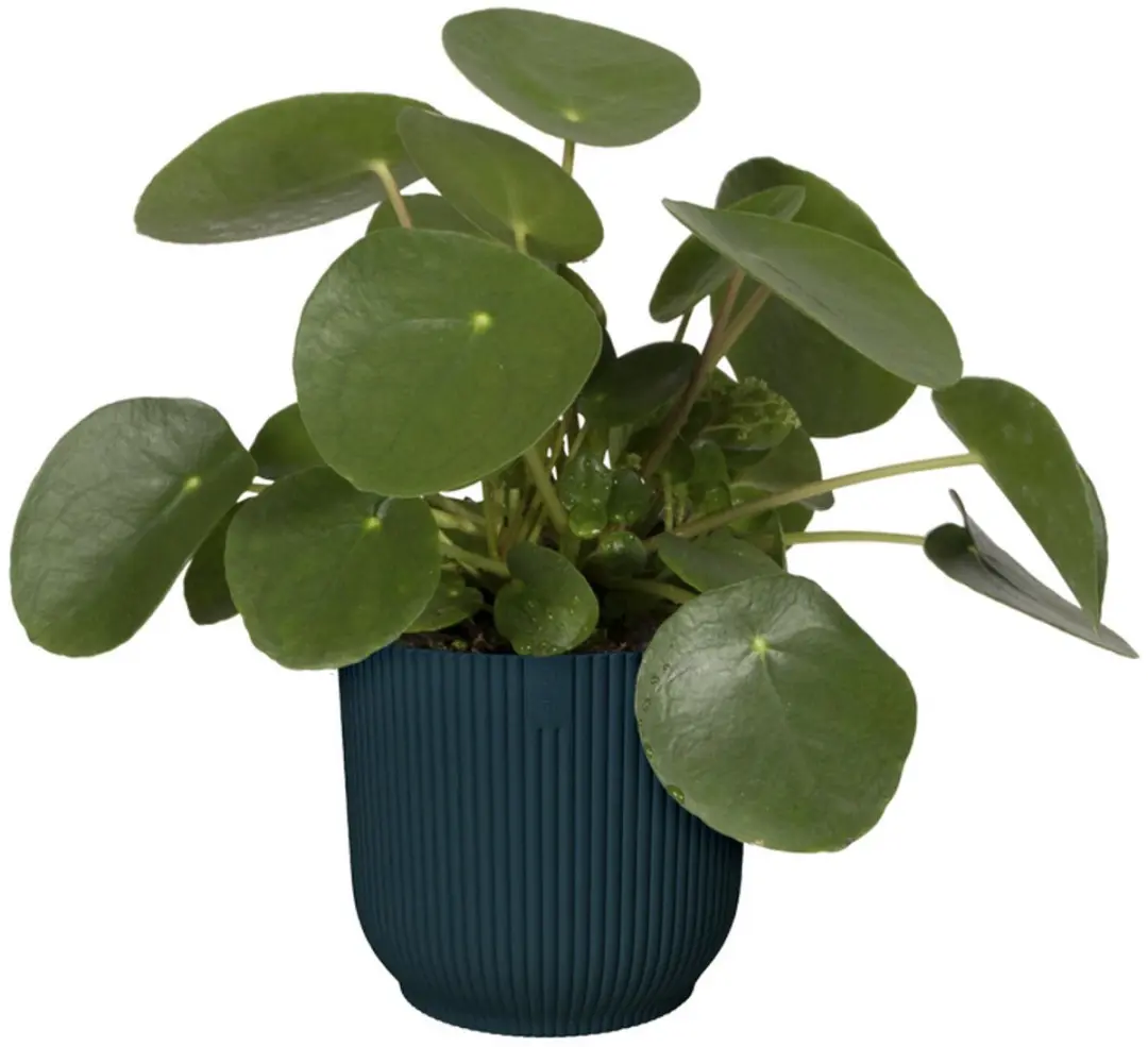 Elho Vibes Fold Rond 22 Bloempot - Diepblauw