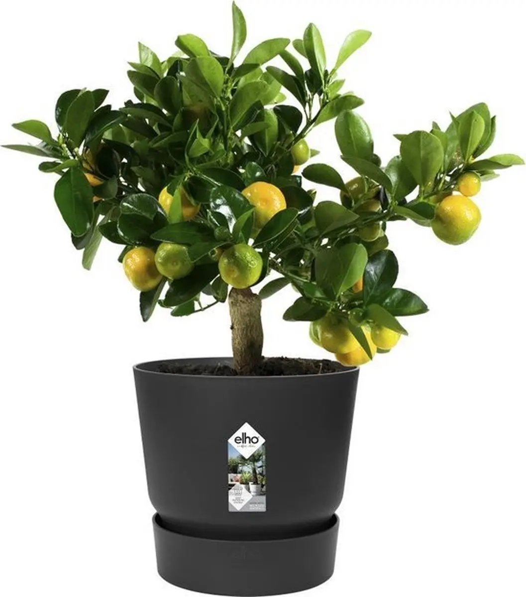 Elho Greenville Rond 30 Bloempot - Ø29.5cm H27.8cm Living Black