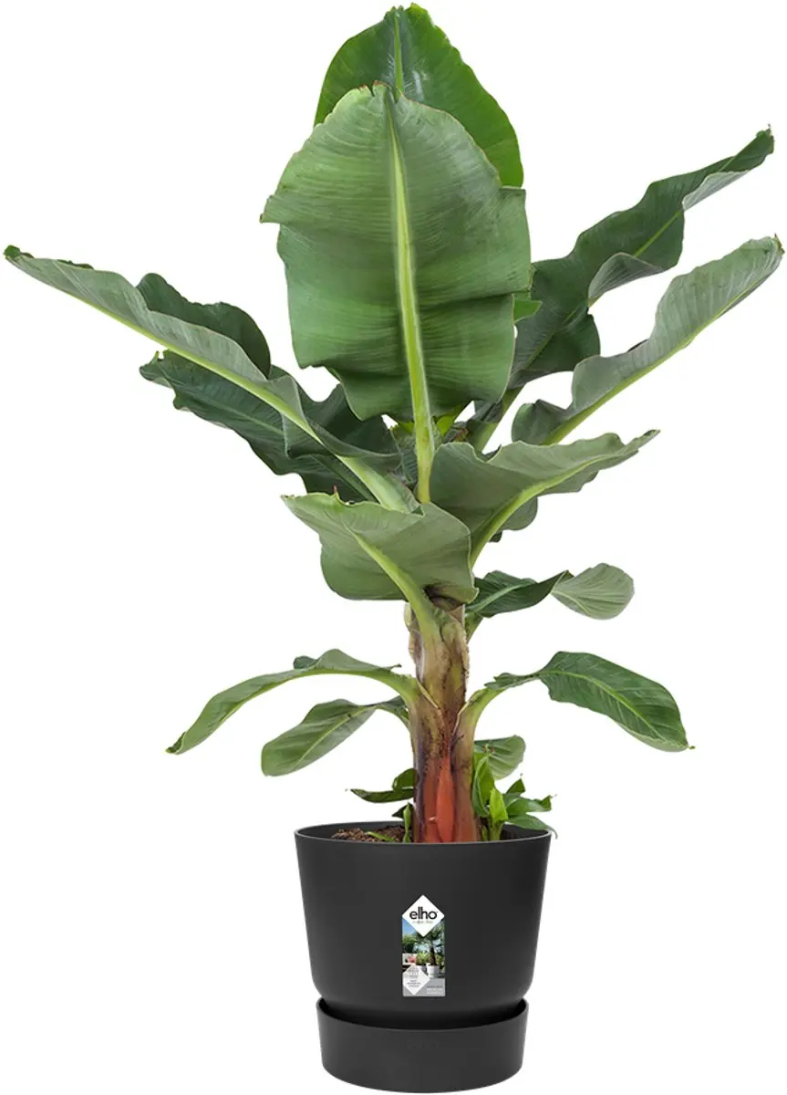 Elho Greenville Rond 30 Bloempot - Ø29.5cm H27.8cm Living Black - afbeelding 6 van 6