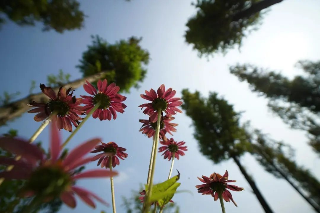 Samyang 14mm F2.8 AF Prime Lens - Sony