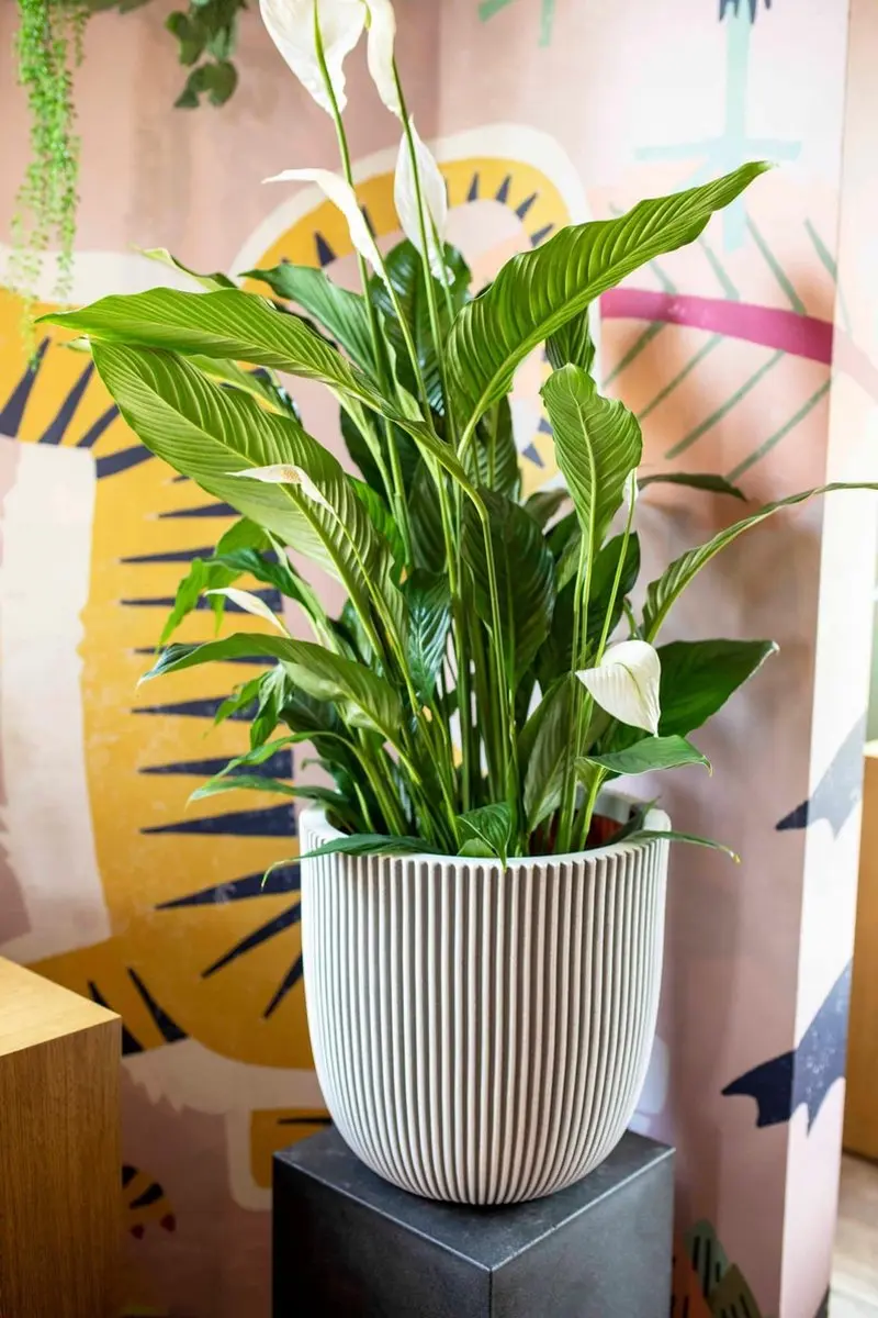 Capi Europe Groove NL Bloempot 47L - Ø43cm - Zwart