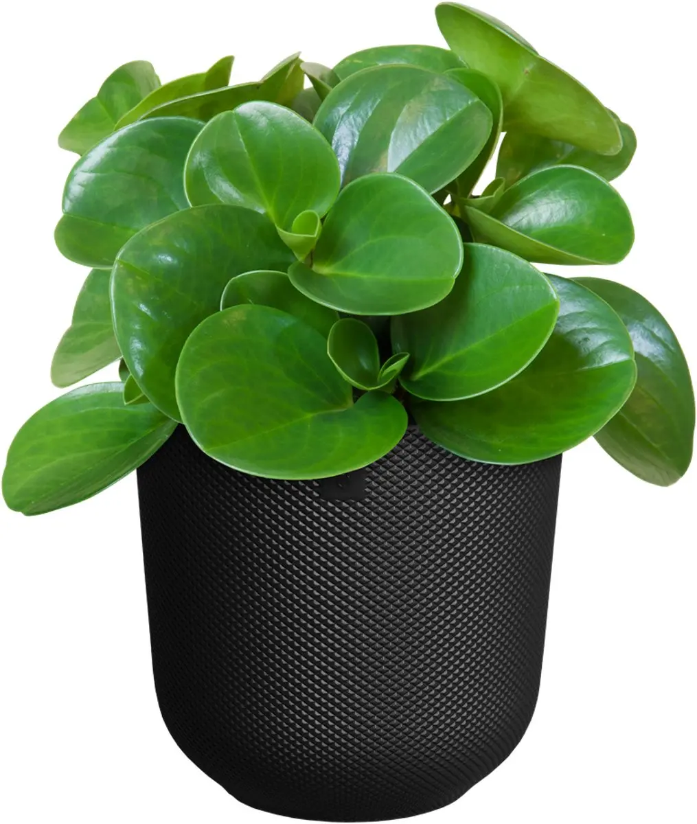 Elho Jazz Rond 14 Bloempot - 1.5L - Living Black