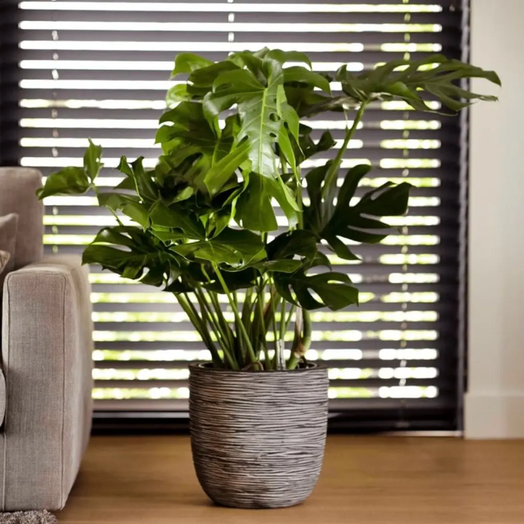 Capi Europe Bloempot Bol Rib NL KOFZ933 - 47L Antraciet