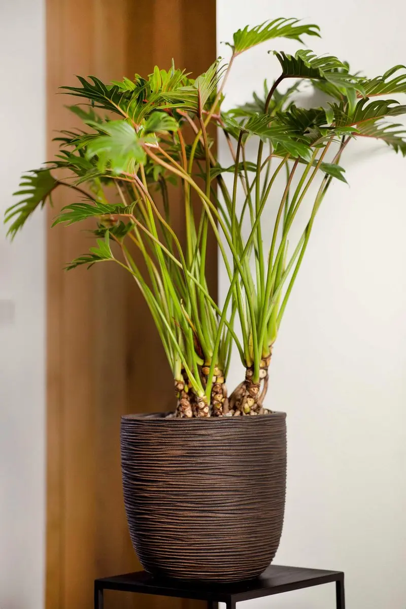Capi Europe Bloempot Bol Rib NL KOFZ933 - 47L Antraciet
