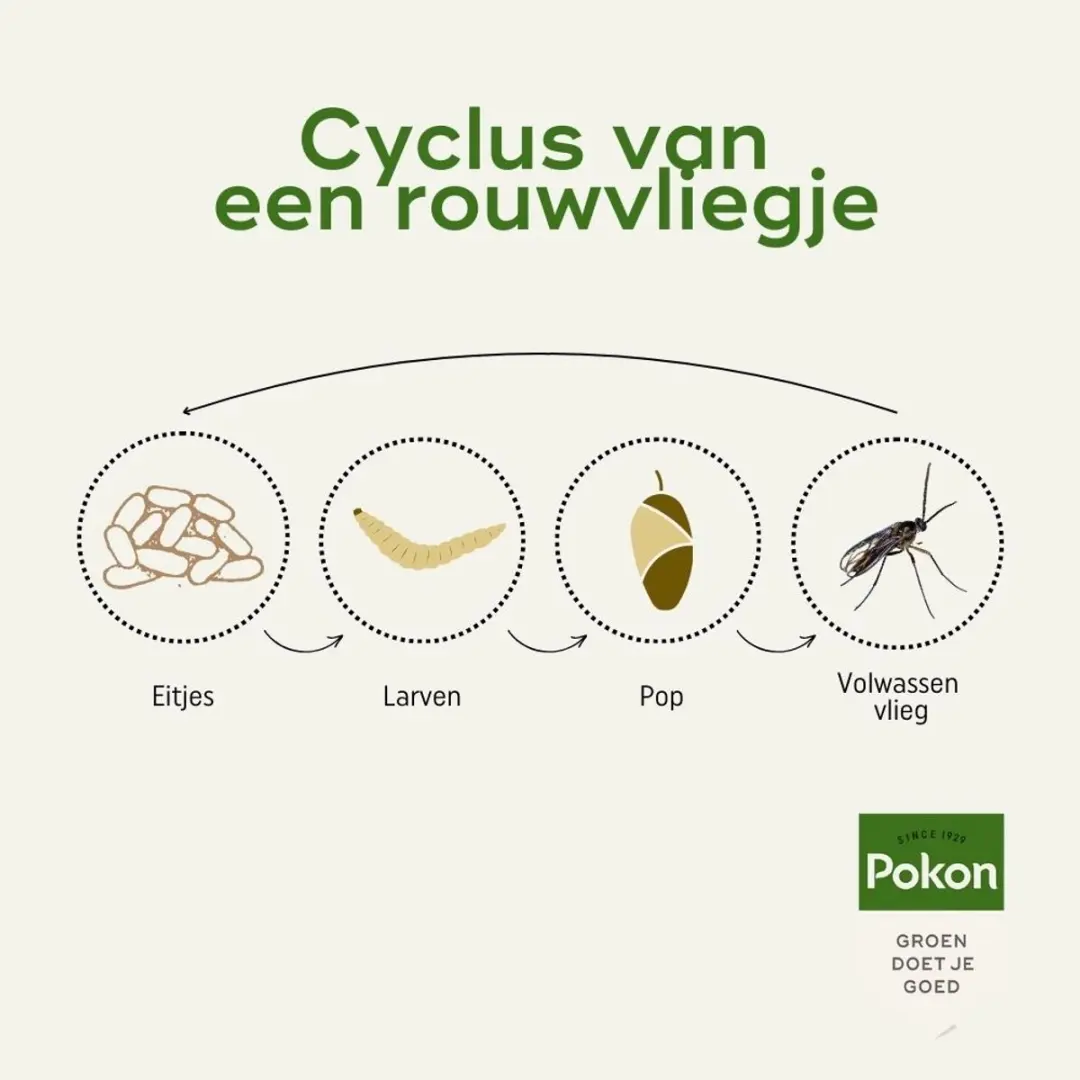 Pokon Bio Vangplaatjes tegen Potgrondvliegjes - 15 Stuks