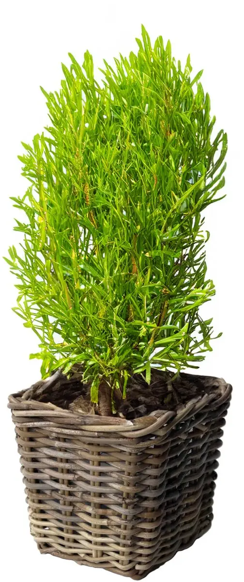 Van der Leeden Plantenmand Vierkant 40L