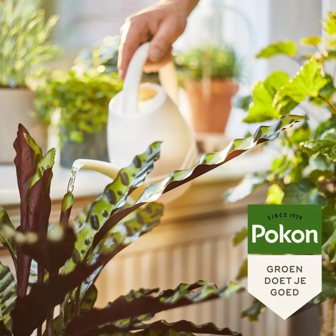 Pokon Bio Kamerplantenvoeding 500ml - afbeelding 6 van 6