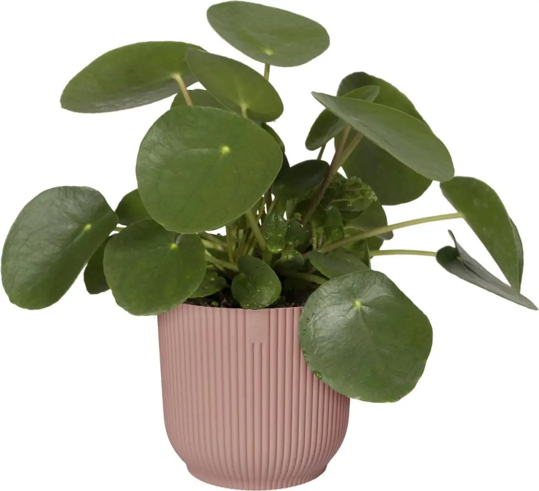 Elho Vibes Fold Rond 18 Bloempot - 3.6L - Delicaat Roze