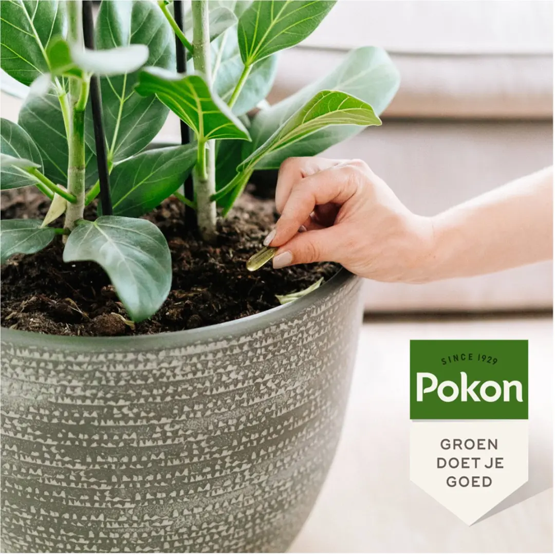 Pokon Bio Kuur Kamerplanten Capsules - 12 Stuks