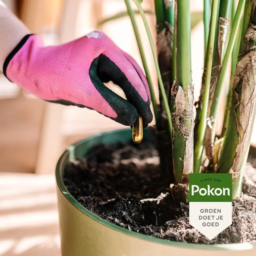 Pokon Bio Kuur Kamerplanten Capsules - 12 Stuks - afbeelding 6 van 6