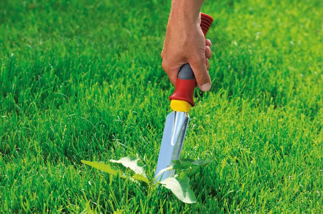 WOLF-Garten Onkruidsteker KS-2K - Softgrip - afbeelding 6 van 6