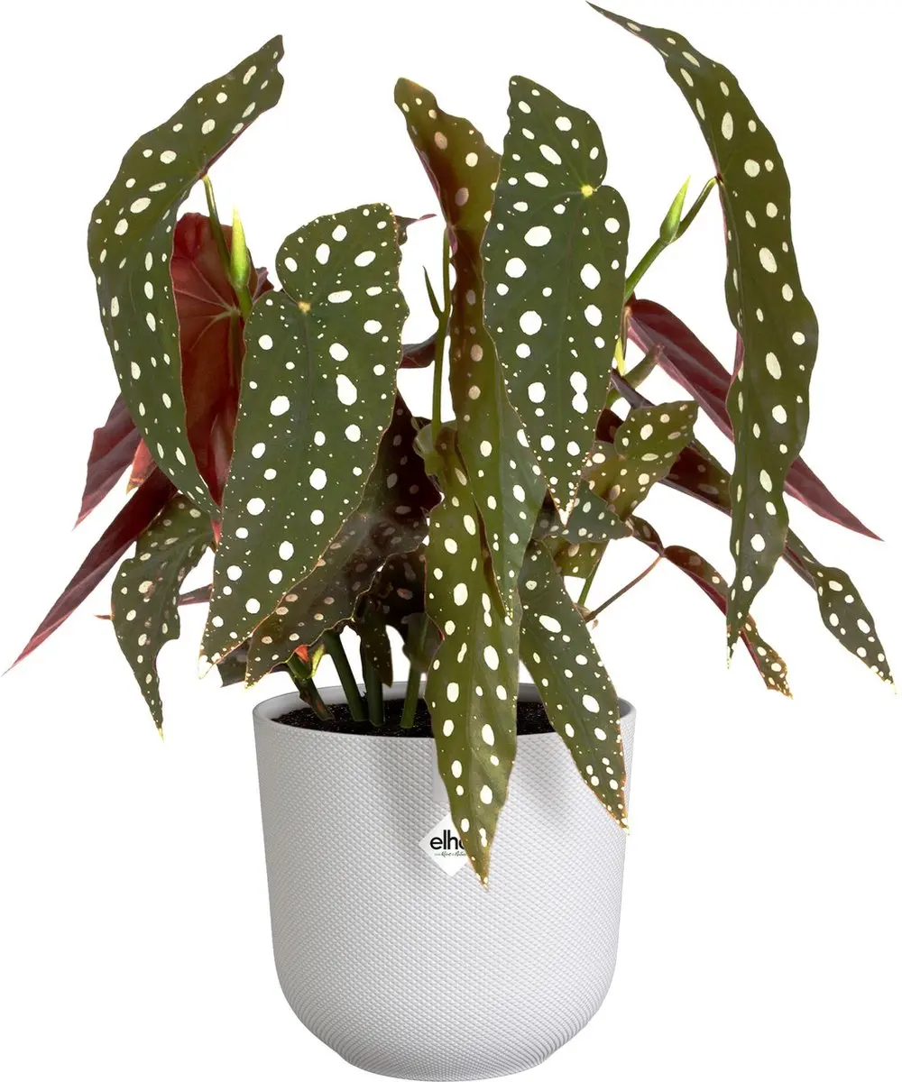 Elho Jazz Rond 16 Bloempot - 2.4L - Zijdewit