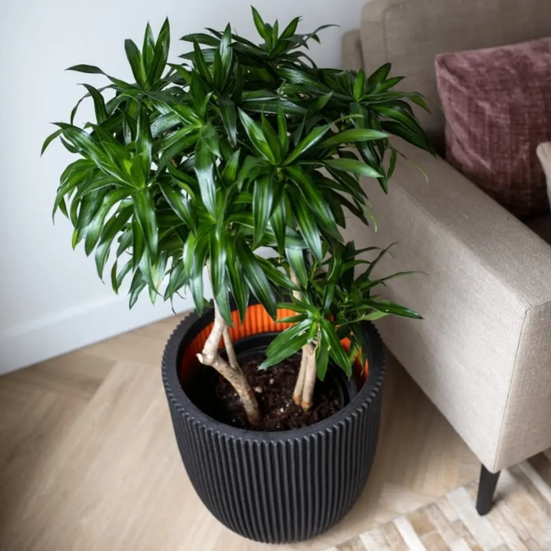 Capi Europe Groove NL Bloempot 25L - Zwart