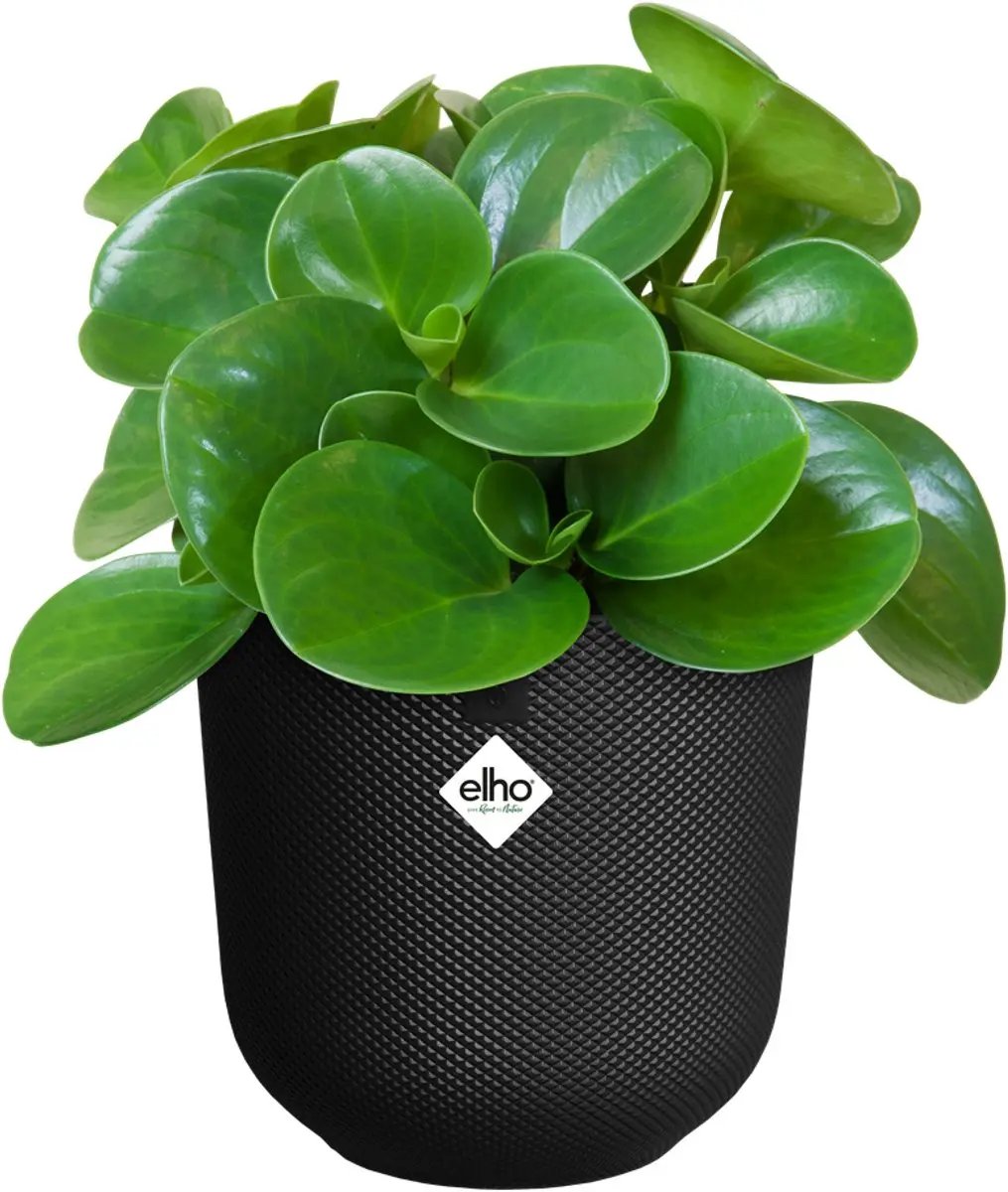 Elho Jazz Rond 19 Bloempot - 3.7L - Living Black