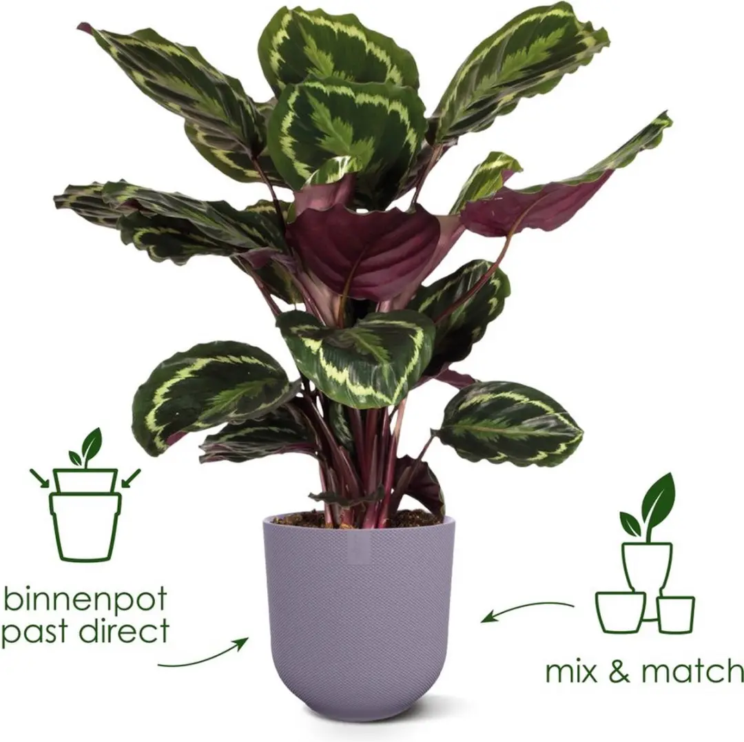 Elho Jazz Rond 19 Bloempot - 3.7L - Living Black