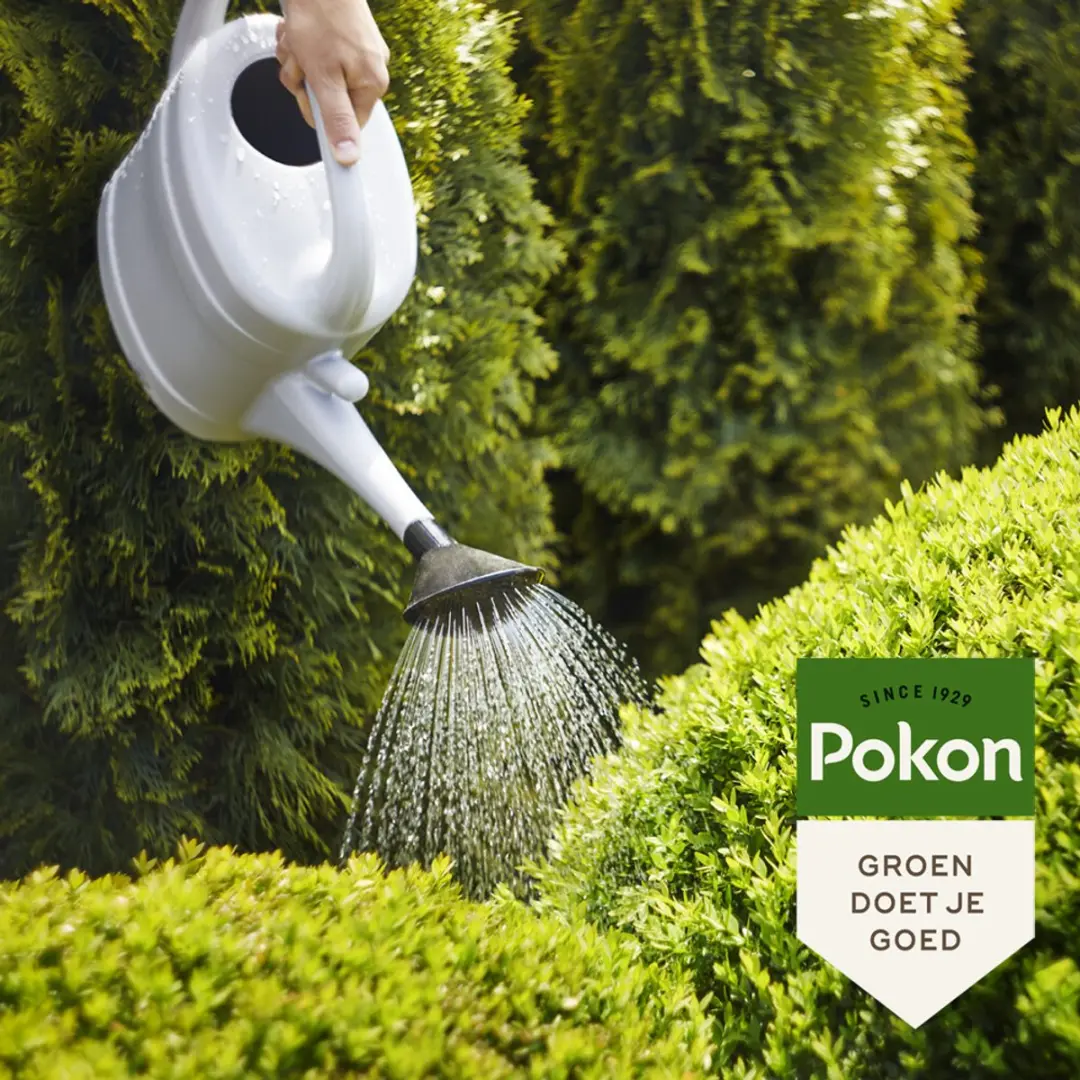 Pokon Bitterzout Groenmaker 500g - Voor Buxus/Conifeer