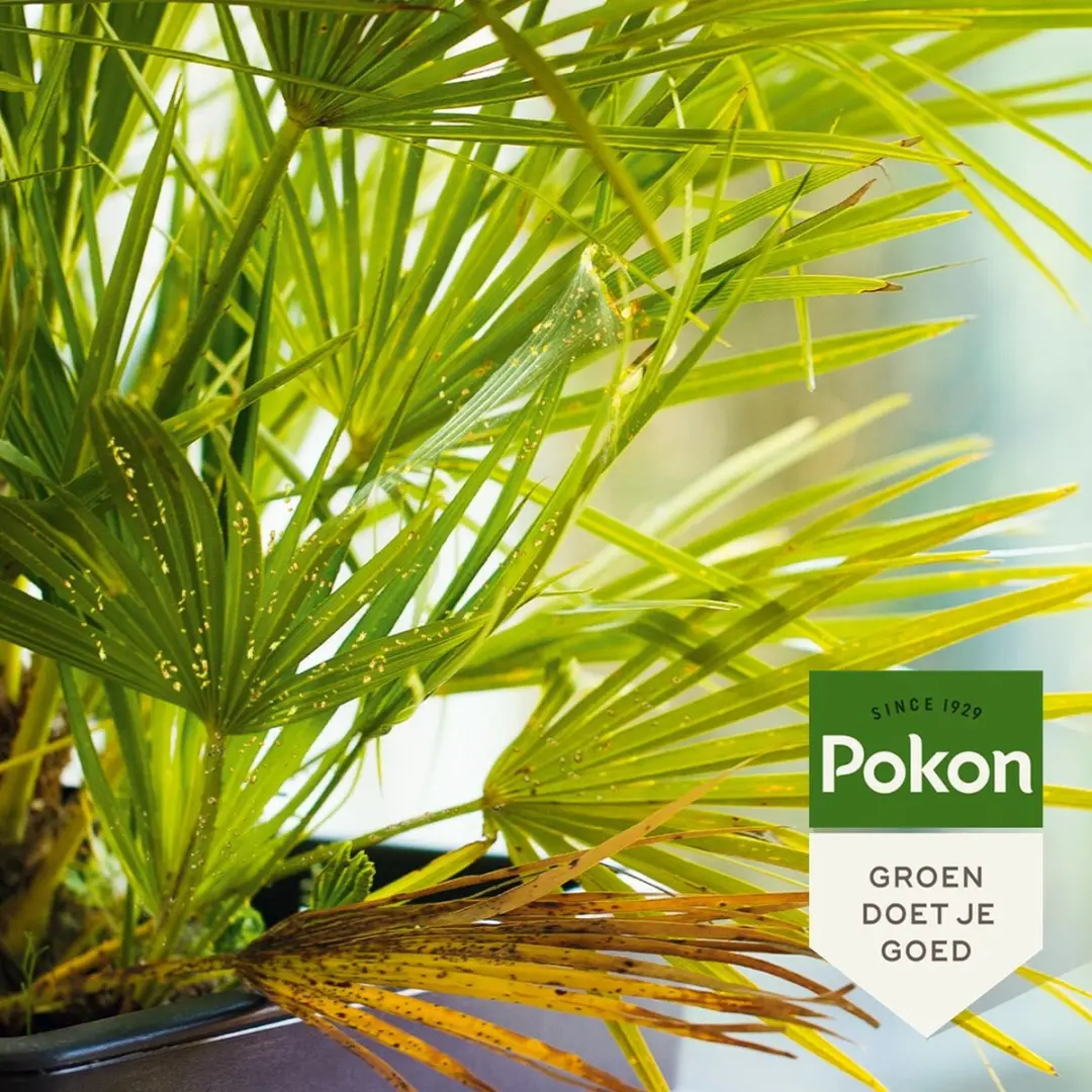 Pokon Bio Tegen Hardnekkige Insecten Concentraat 175ml - afbeelding 6 van 6