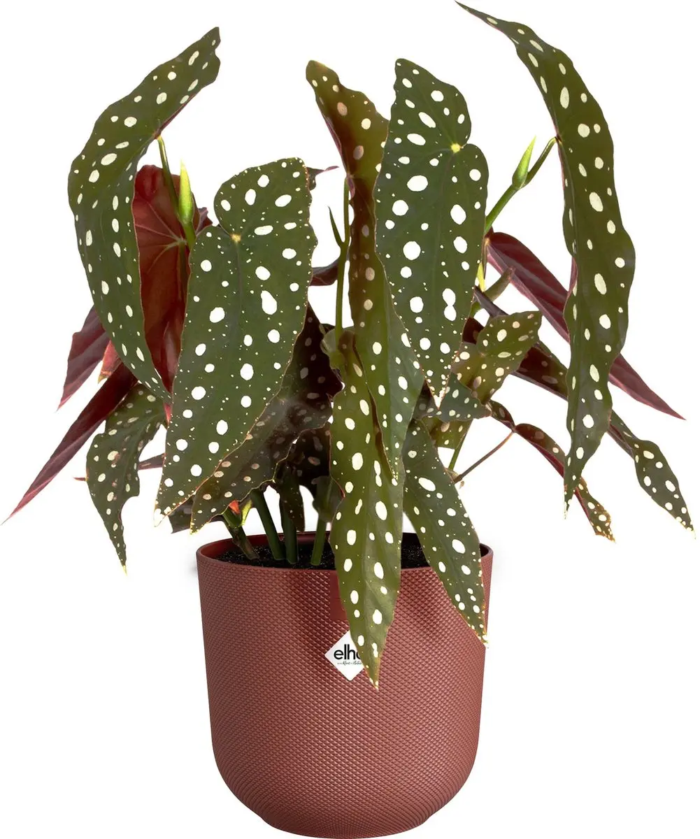 Elho Jazz Rond 16 Bloempot - 2.4L Toscaans Rood