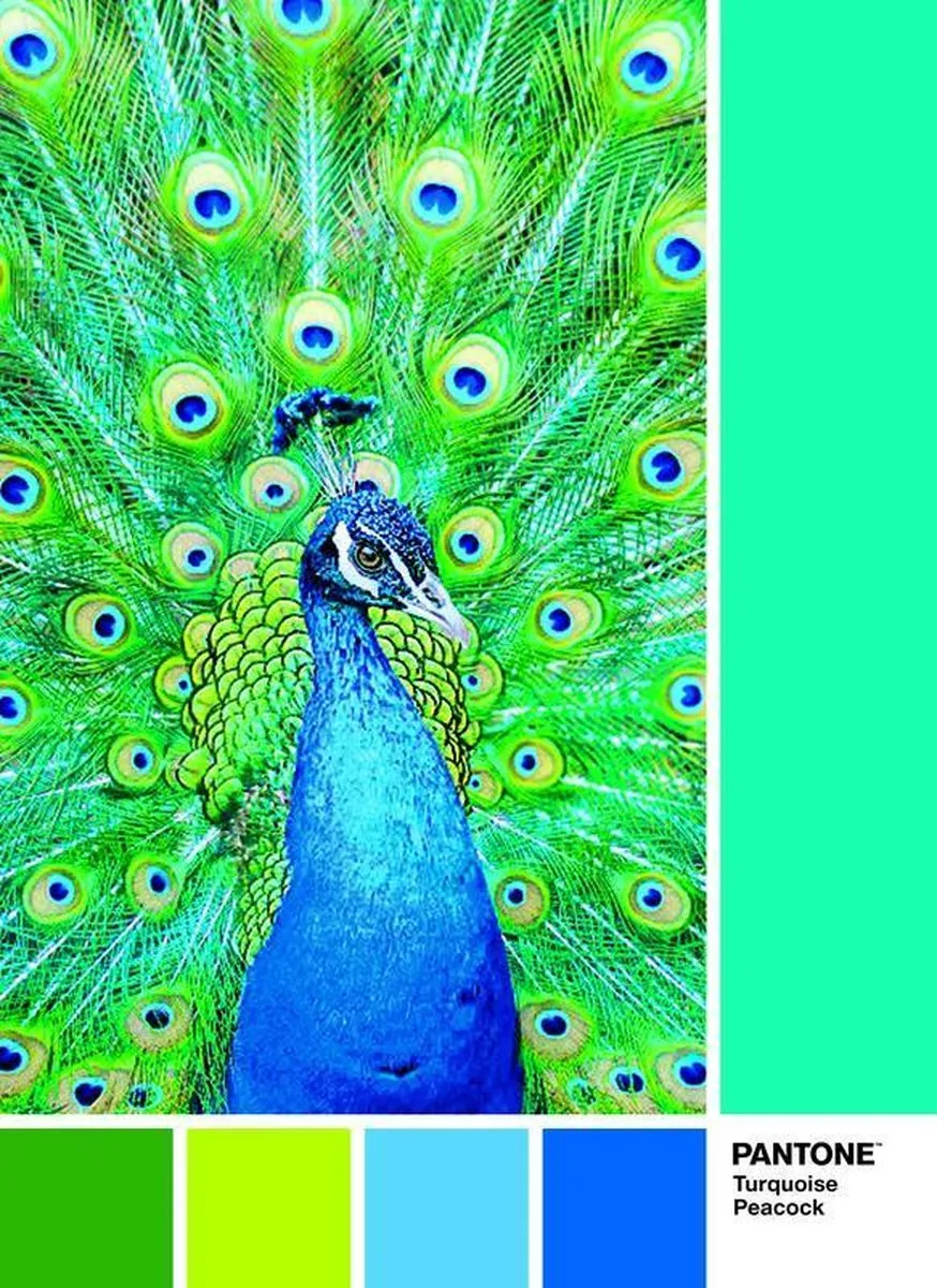 Clementoni Pantone Puzzle Collectie Peacock Blue 1000 Stuks