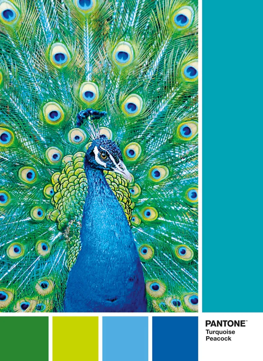 Clementoni Pantone Puzzle Collectie Peacock Blue 1000 Stuks