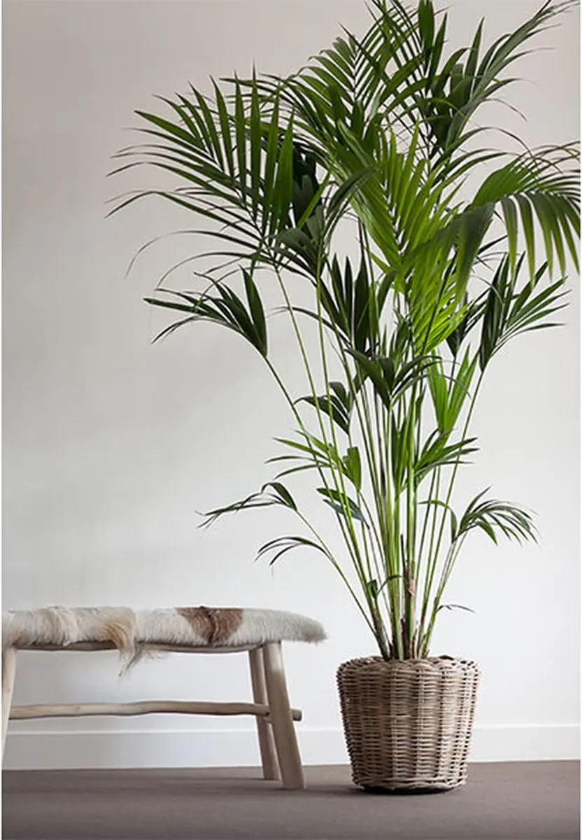 Drypot Rattan Pot - Ø35cm - 10L - Grijs
