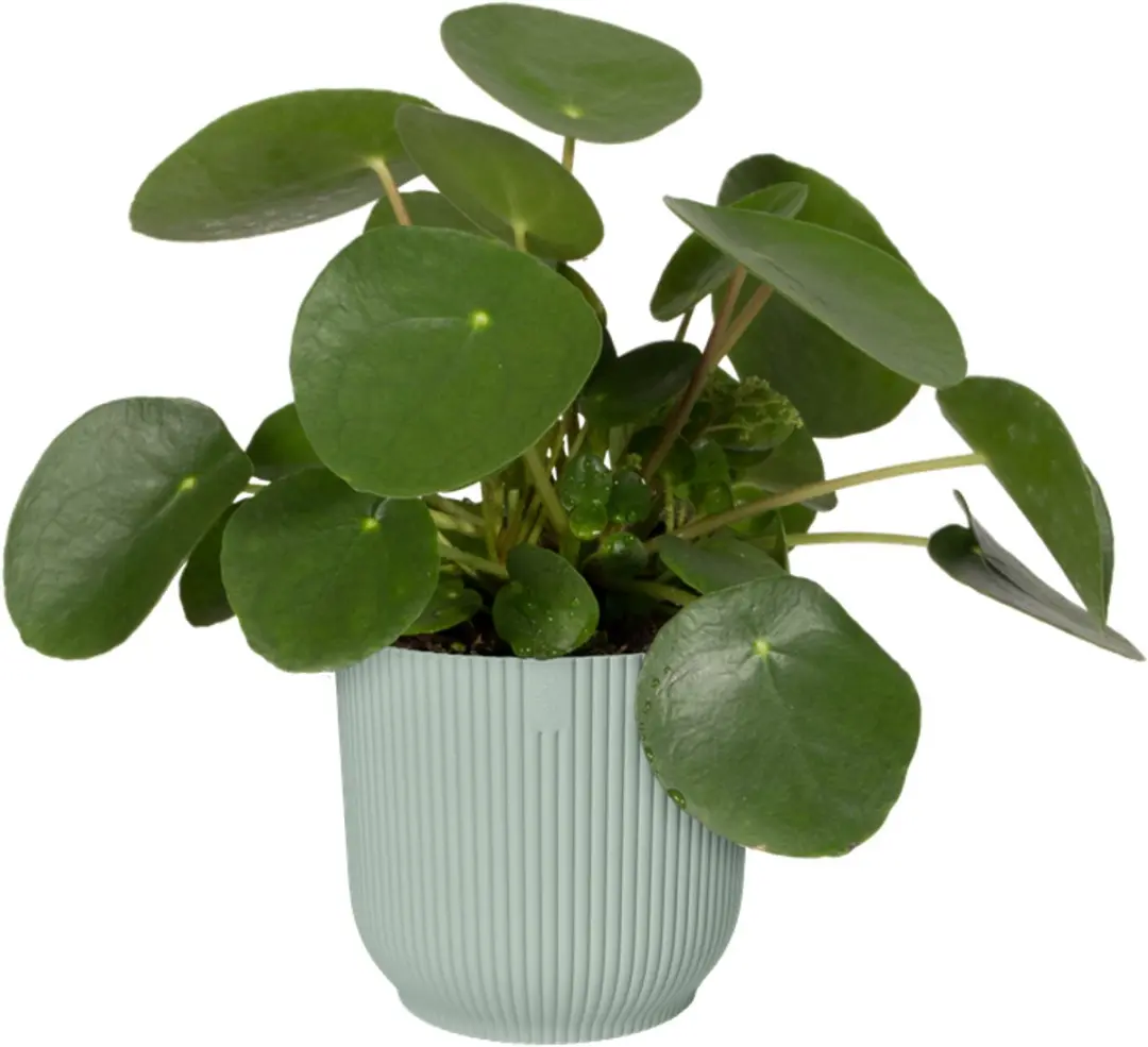 Elho Vibes Fold Rond Mini 7 Bloempot - 0,2L - Sorbet Groen